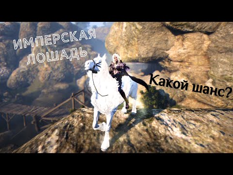 Видео: Имперская лошадь (лошадь Бома). Что это такое и шансы получения. Imperial Horse Boma. Black Desert.