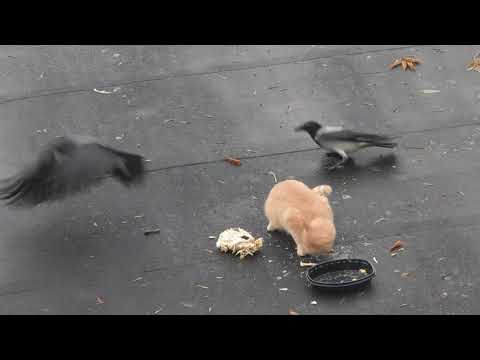 Видео: Рыжий кот завтракает с воронами