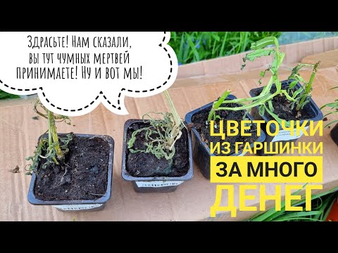 Видео: Распаковка посылки с растениями из садоцентра. После моей претензии всё исправили и прислали новые