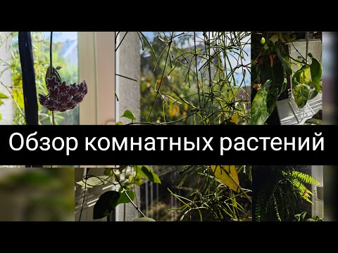 Видео: Обзор комнатных растений 