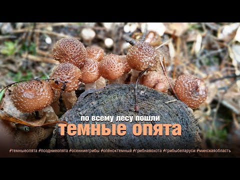 Видео: ТЕМНЫЕ ОПЯТА пошли по всему лесу!