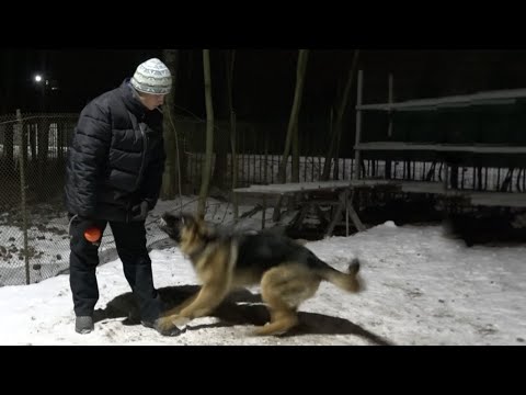 Видео: ДТ-108. Немецкая овчарка…странные курсы дрессировки