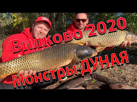 Видео: Рыбалка г. Вилково р. Дунай 2020. Трофейная рыбалка на дикаре