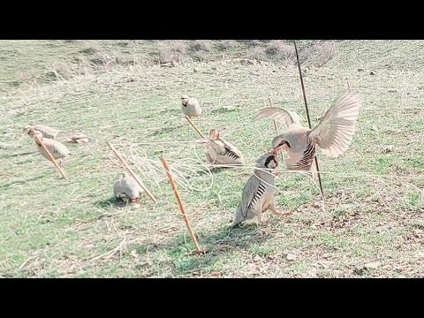 Видео: keklik avı partridge hunting  شکار کبک صيد الحجل ناجح للغاية 8 апреля 2023 г.