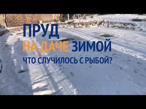 Видео: Пруд на даче зимой  Что с рыбой и где раки зимуют?