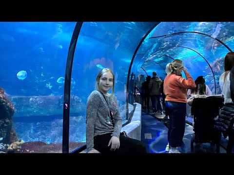 Видео: 🌊Океанариум Барселоны –самый длинный подводный туннель в мире!Акулы, редкие рыбы и морские глубины🦈