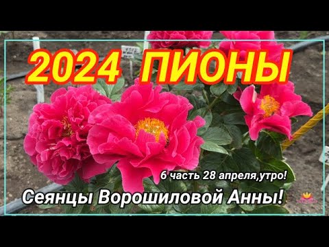 Видео: Цветение сеянцев пионов Ворошиловой А.Б. в 2024 году. Часть 6 / Сад Ворошиловой