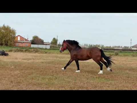 Видео: Дурит парень после тренировки)