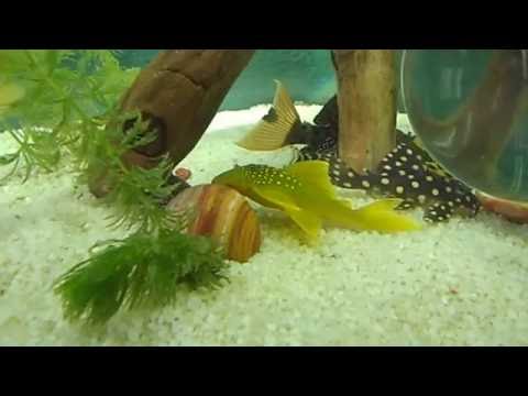 Видео: L СОМЫ L201 L200 L260 L340 L128