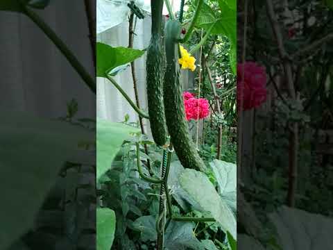 Видео: #Огурец f1 Китайский жароустойчивый, посейте одну семечку и получите без хлопот хороший урожай