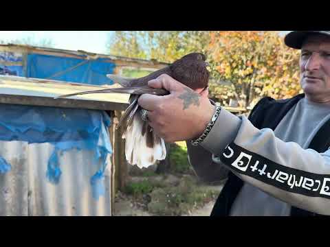 Видео: Красные + 79789203685