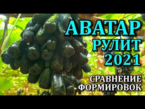 Видео: ВИНОГРАД АВАТАР-САМЫЙ КРУПНЫЙ В МИРЕ КИШМИШ.СОРТ ДЛЯ БИЗНЕСА.ОБЗОР 2021