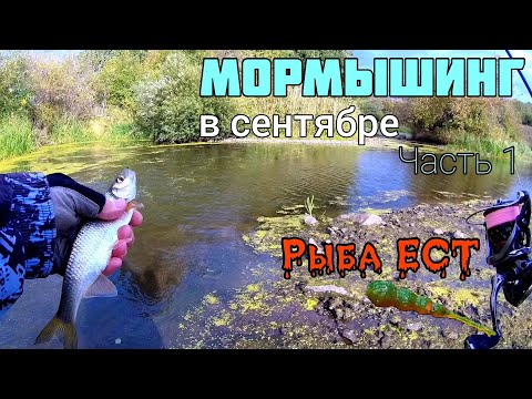 Видео: Мормышинг. Рыбалка в сентябре. Часть 1. Рыба ест. Ловля ельца спиннингом на микроприманки