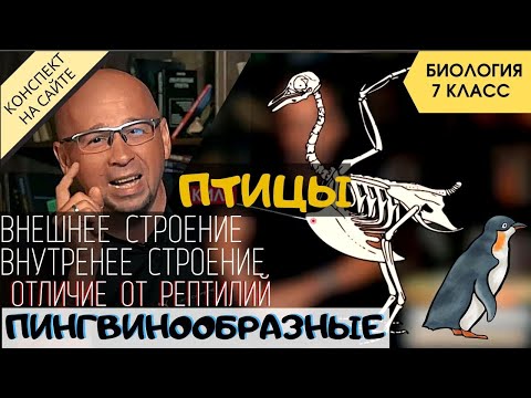 Видео: Класс Птицы. Внешнее и внутреннее строение птиц. Биология 7 класс. Отряд птиц Пингвинообразные. ЕГЭ