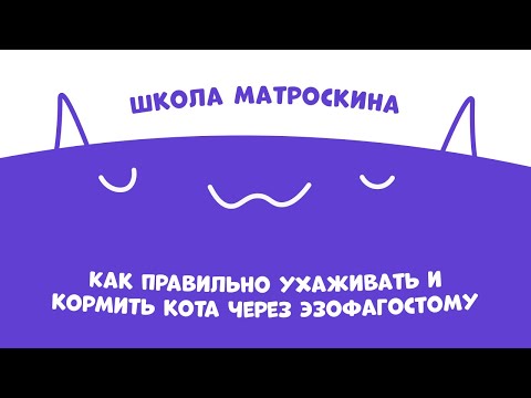 Видео: Школа Матроскина. Как правильно ухаживать и кормить кота через эзофагостому?