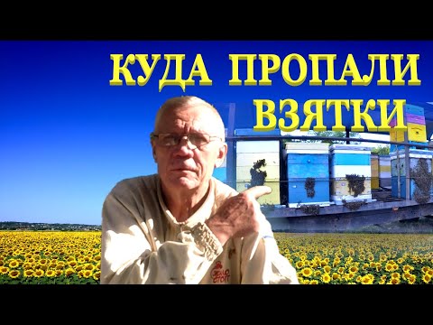 Видео: Почему НЕТ ВЗЯТКА с подсолнуха? Главный взяток у пчел. Участки гибридизации.