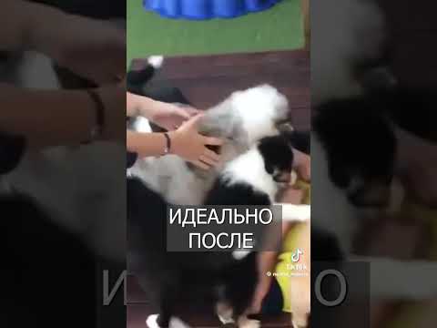 Видео: Терапия толпа щенят