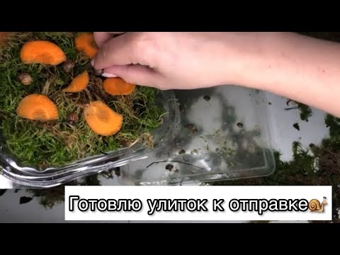 Видео: Отправка улиток|Тигры и овумы едут в новые дома