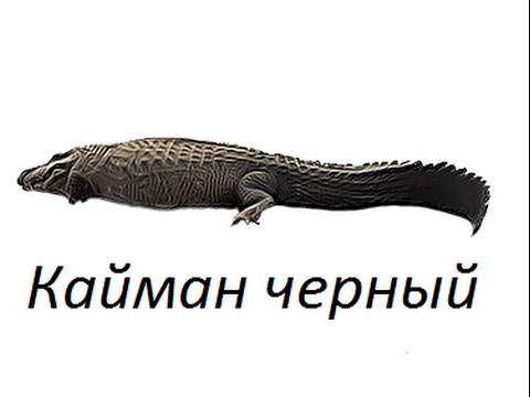 Видео: Русская Рыбалка 3.99 Кайман Черный