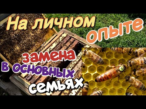 Видео: ЗАМЕНА маток в ОСНОВНЫХ семьях на молодых, породистых "КАРНИКА"