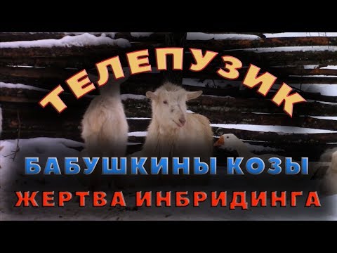 Видео: Последствия инбридинга - чем опасны Бабушкины козы