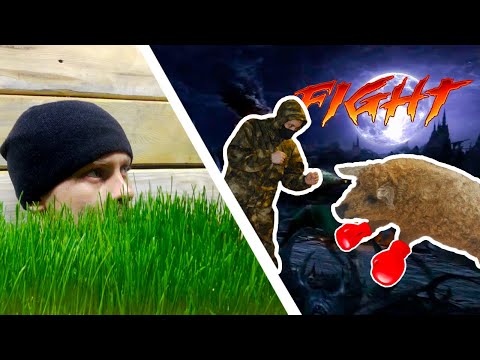 Видео: Бешеный хряк. Гидропоника для поросят. | Дневник ЛПХ