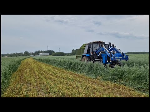 Видео: Отличный урожай ОВСА и Вики ! Мы не ожидали. Убираем в удовольствие. 🚜💥💨 за Русь !