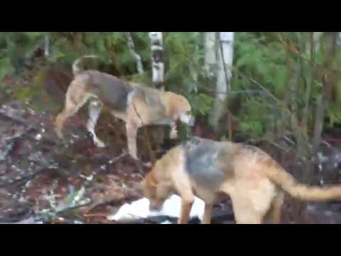 Видео: архив-16 г. охотничьи моменты с русскими гончими. Плакса и Гул.