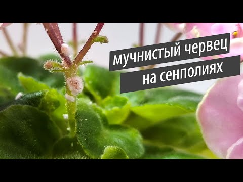 Видео: Мучнистый червец на сенполиях. Найти и обезвредить!