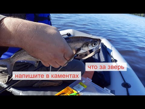 Видео: Пестовское водохранилище, Плаваем, катаемся.