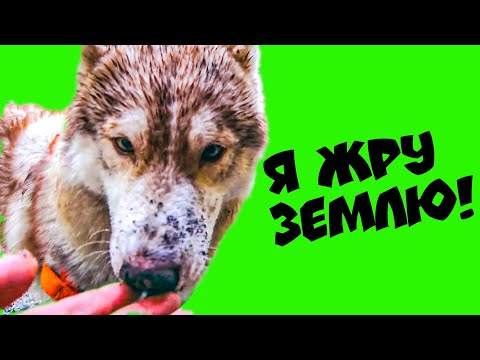 Видео: Я ЖРУ ЗЕМЛЮ!! ЛУЧШИЕ СЕРИИ!! (Хаски Бублик) Говорящая собака Mister Booble