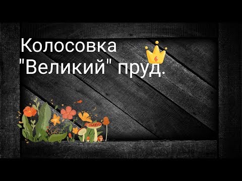 Видео: Колосовка   "ВЕЛИКИЙ" пруд. Рыбалка в Калининграде. Ловля окуня на ультралайт.