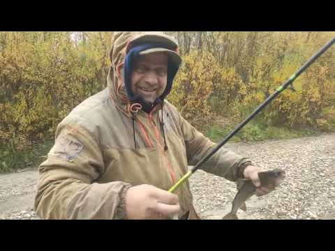 Видео: ОСЕННИЙ ХАРИУС ПОД 1500 гр. РЕСПУБЛИКА КОМИ. СЕНТЯБРЬ 2022. ЧАСТЬ ПЕРВАЯ.