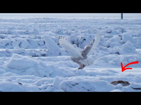 Видео: Оставил подранка на час, итог удивил! Закрытие охоты на зайца.