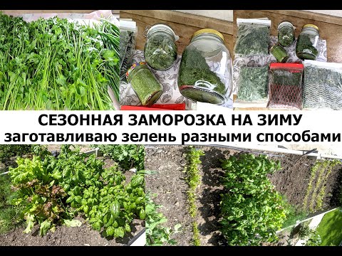 Видео: Первые заготовки на зиму в этом сезоне! Сезонная заморозка на зиму!