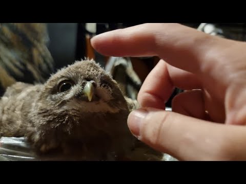 Видео: Тюленчиковые лежбища. Где совёнку удобнее спать?