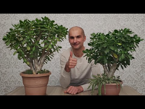 Видео: Делайте ЭТО для лучшего роста Крассулы | Толстянка | Денежное дерево