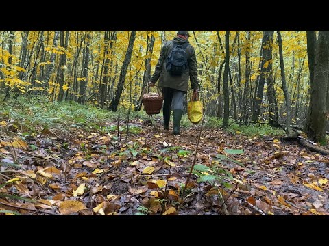 Видео: Прогулянка чудовим пізньо осіннім гарним лісом.. шурхіт опалого листя 🍁 останні промені тепла 