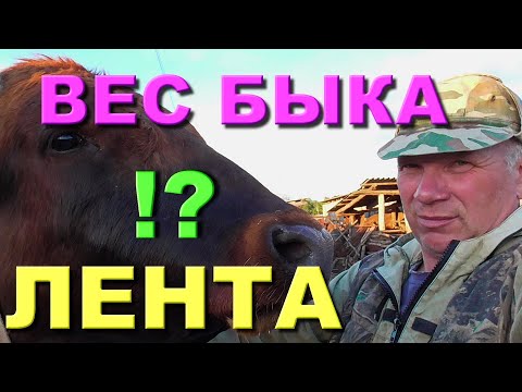 Видео: Как перекупы покупают мясо у бедных селян в деревне Бажениты