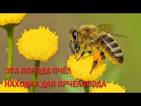 Видео: Эта порода пчёл - находка для пчеловода! | This breed of bees is a godsend for the beekeeper!