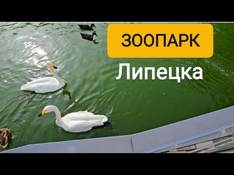 Видео: ЛИПЕЦКИЙ ЗООПАРК #липецк