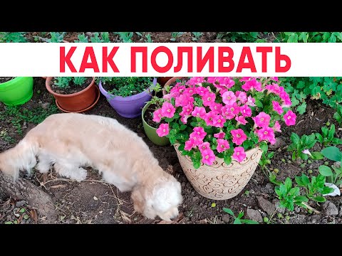 Видео: Как правильно поливать петунии. Секреты и тонкости ухода за петуниями