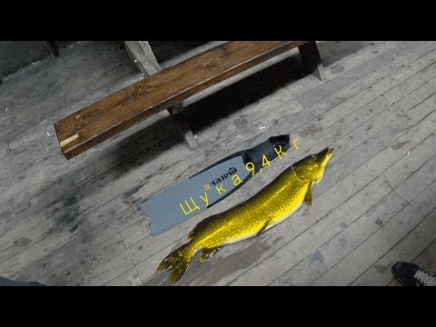 Видео: Подводная охота на Ладоге. Трофейная Щука