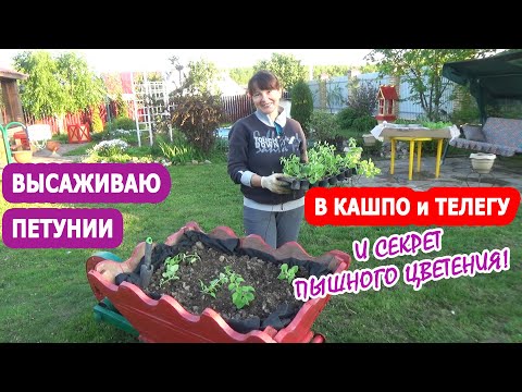 Видео: ПОСАДКА ПЕТУНИИ в КАШПО. Как я сажаю петунию в кашпо? ПЕТУНИЯ в КАШПО и в ТЕЛЕГАХ в моем саду!