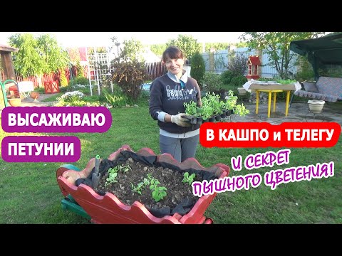 Видео: ПОСАДКА ПЕТУНИИ в КАШПО. Как я сажаю петунию в кашпо? ПЕТУНИЯ в КАШПО и в ТЕЛЕГАХ в моем саду!