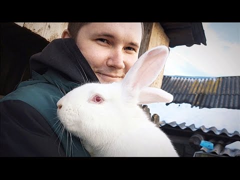 Видео: Как нужно случать кроликов! Кролик породы Белый Паннон в деле!