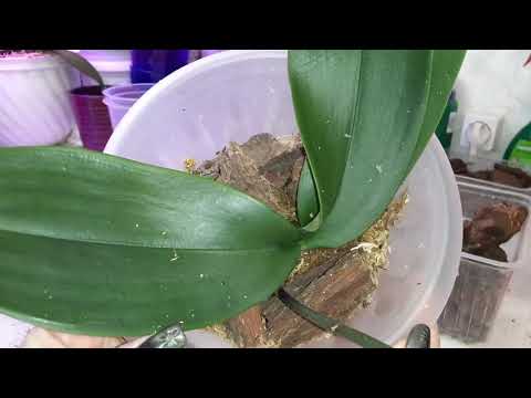 Видео: Пересаживаю ТАК КОРНИ просыпаются Тургор Возвращается