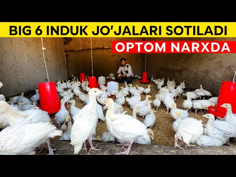 Видео: БИГ 6 ИНДЮК ЖОЖАЛАРИ СОТИЛАДИ ОПТОМ НАРХДА !!! ХОРАЗМ БОЗОР