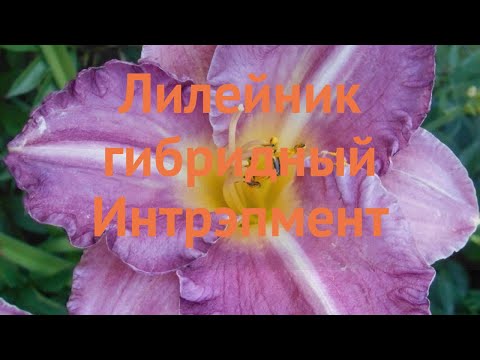 Видео: Лилейник гибридный Интрэпмент (-intrepment) 🌿 обзор: как сажать, саженцы лилейника Интрэпмент