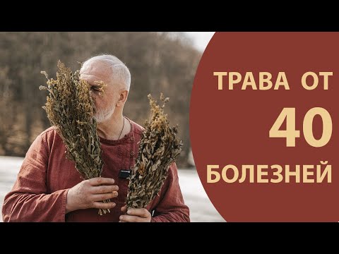 Видео: Таволга - медовый аромат парной